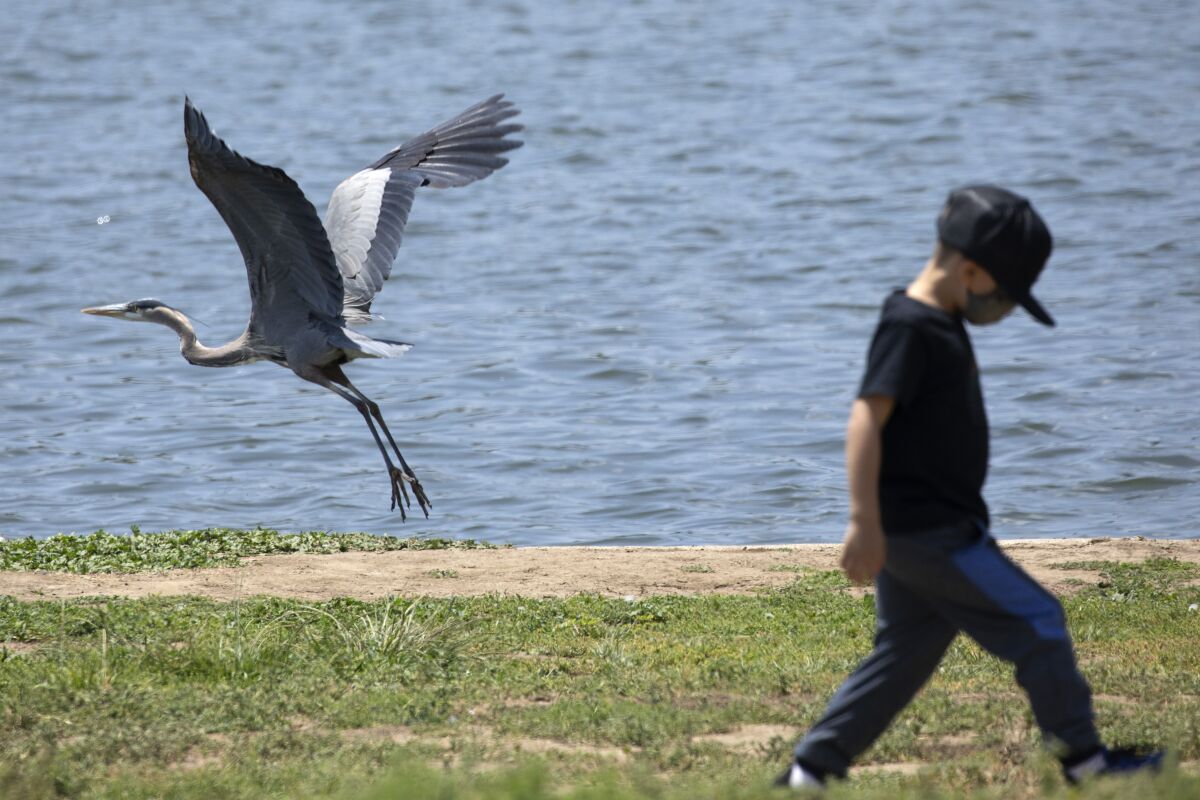 A child walks by Lake Balboa as a great blue heron takes off.