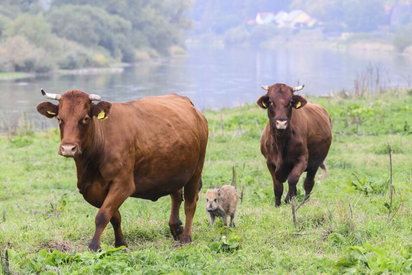 Wild boar "Frida" runs between two cows on a pasture near the river Weser in the district of Holzminden, Germany, Thursday, Sept. 29, 2022. A cow herd in Germany has gained an unlikely following, after adopting a lone wild boar piglet. Farmer Friedrich Stapel told the dpa news agency that he spotted the piglet among the herd in the central German community of Brevoerd about three weeks ago. It had likely lost its group when they crossed a nearby river. (Julian Stratenschulte/dpa via AP)