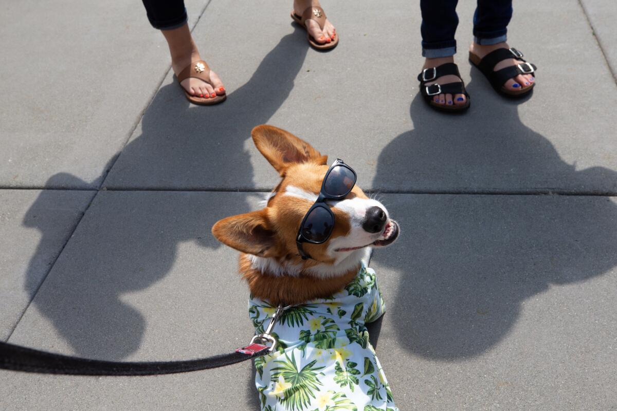 Coach, who has his own Instagram page, beams after winning first place in the Dog Fest fashion show in Seattle.