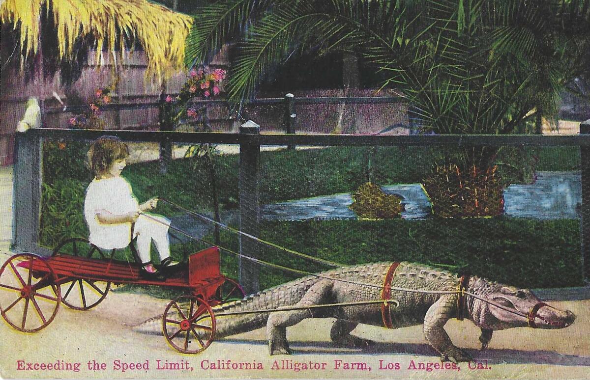 Vintage postcard shows alligator pulling a girl on a cart with the caption "Exceeding the Speed Limit"