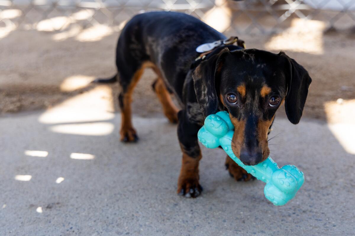 Zero, a dachshund puppy, bites his turquoise bone chew toy