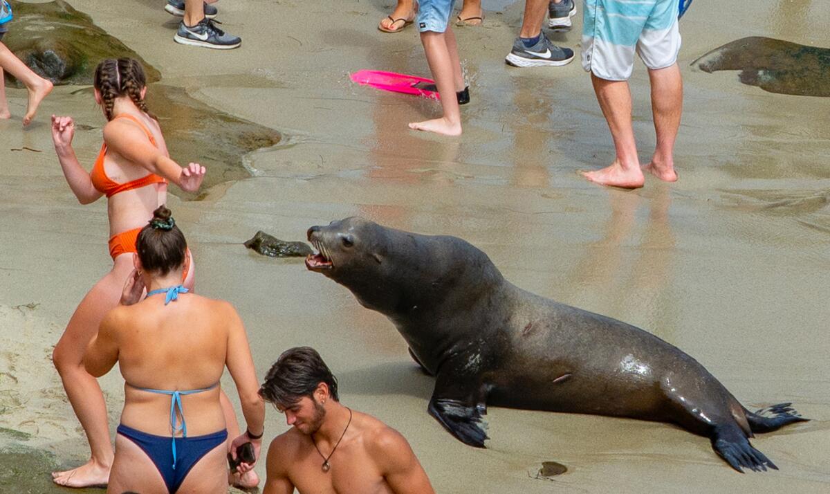 Court Rules San Diego Can Keep Closing La Jolla Beach To Protect Seals