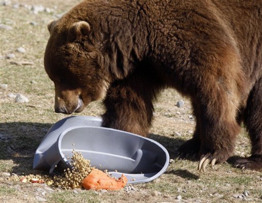 In this Friday, May 8, 2009 picture, a brown bear crushes a regular garbage can at the Alaska Zoo in Anchorage, Alaska. Anchorage has a reputation for being bear tolerant but after three maulings last summer - including a 15-year-old girl who nearly bled to death when attacked by a grizzly in a city park - a chorus of outrage is building. (AP Photo/Al Grillo)