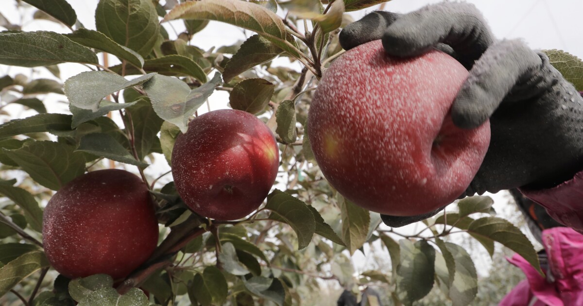 Move over, Honeycrisp: New Cosmic Crisp apple to debut at grocery stores