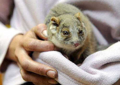 Australia's wildlife affected by bushfires