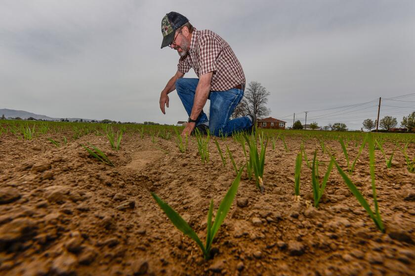 "We farmers are the eternal optimists — even if we have a bad year, we figure the next year will be a good one," said Neal Briggs, above.