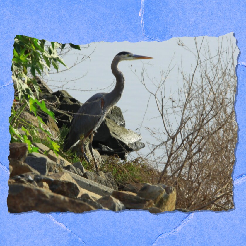 A lanky bird with a long pointed beak and curved thin neck stands on a grassy shore.