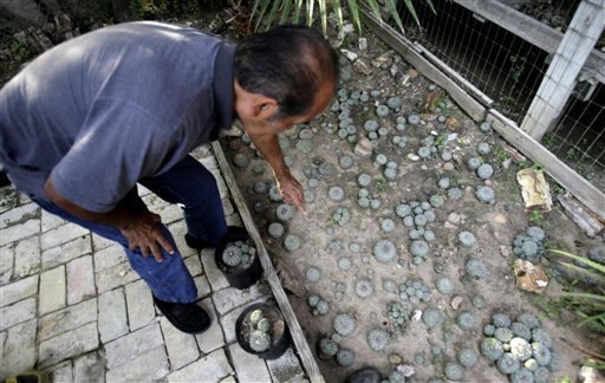 In this photo made Friday, Oct. 22, 2010, peyote dealer Mauro Morales points out growing peyote buttons in Rio Grande City, Texas, Morales has a shed full of peyote behind his house and a sign in his front yard identifying him as a legal distributor of the hallucinogen, just in case would-be customers happen past. He is one of three "Peyoteros," Texans licensed to sell peyote that grows wild near the border with Mexico to tens of thousands of Native American Church members across the U.S. (AP Photo/LM Otero)