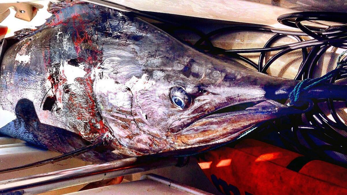 Honoring World Tuna Day: Polynesian Fish Hook History
