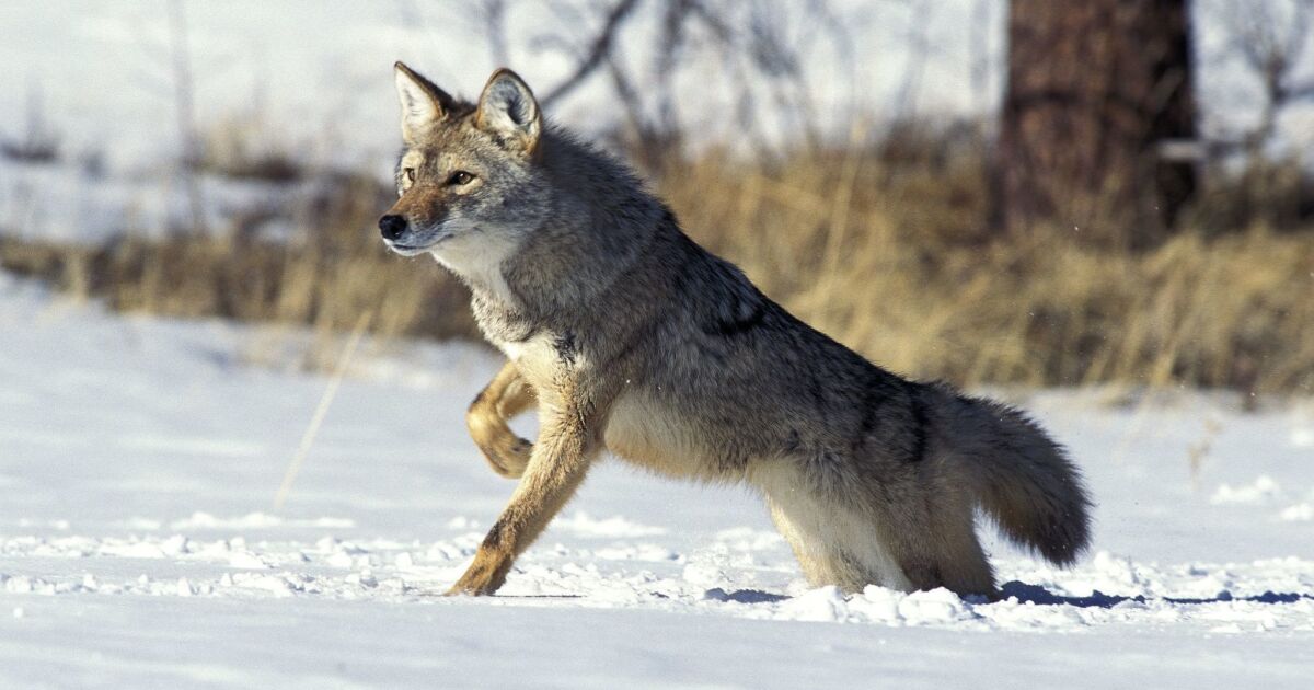 shampoo gezantschap Whitney Long portrayed as a villain, the coyote is gaining a flicker of respect -  Los Angeles Times