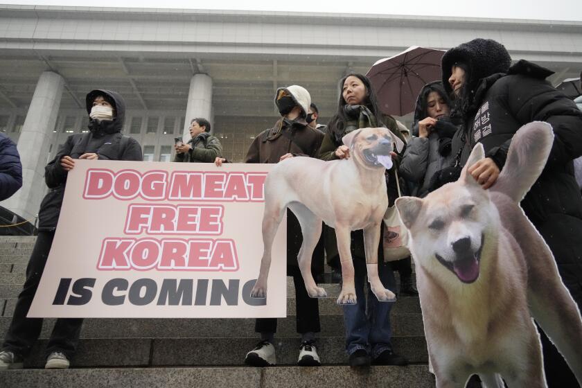 Animal rights activists attend a protest rally supporting the government-led dog meat banning bill at the National Assembly in Seoul, South Korea, Tuesday, Jan. 9, 2024. South Korea's parliament on Tuesday passed a landmark ban on production and sales of dog meat, as public calls for a prohibition have grown sharply over concerns about animal rights and the country's international image. (AP Photo/Ahn Young-joon)