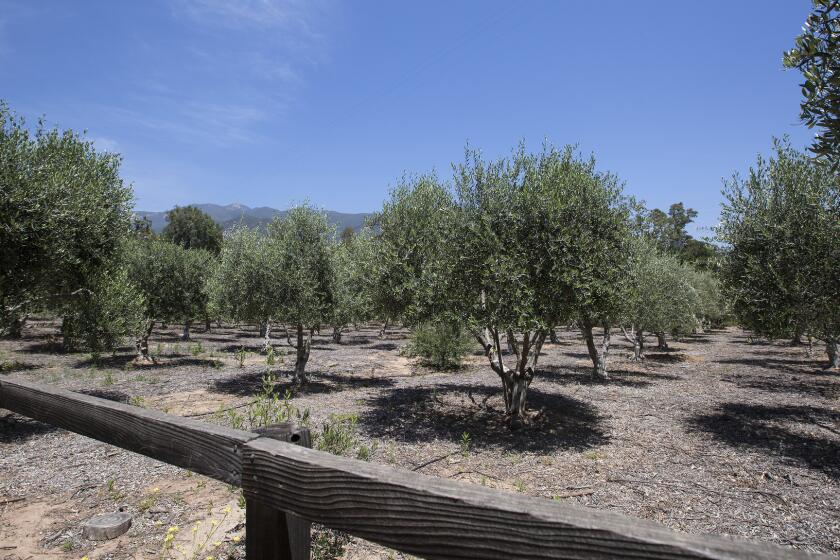 OJAI, CALIF. -- SATURDAY, MAY 14, 2016: Olive orchard at Ojai Olive Oil Company outside the Ventura County town of Ojai, Calif., on May 14, 2016.(Brian van der Brug / Los Angeles Times)