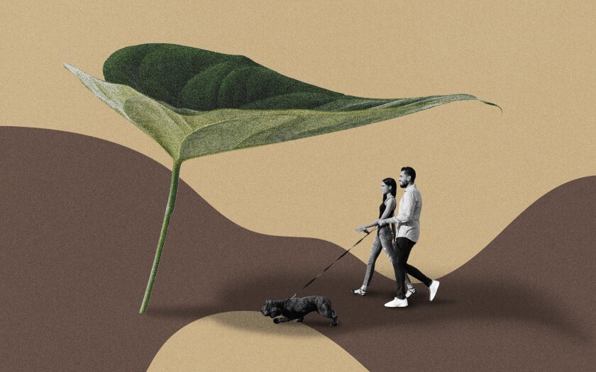 A photo illustration of a couple walking a dog under a giant leaf.
