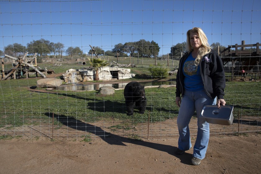 Bobbi Brink of Lions, Tigers & Bears exotic animal rescue near Alpine, visits with Liberty, a black bear.