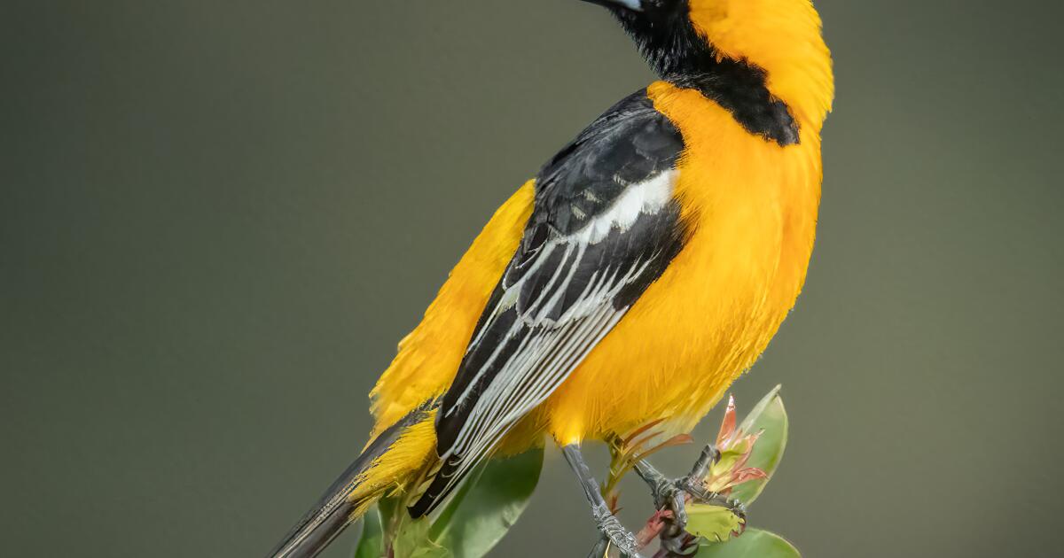 When Will Baltimore Orioles Arrive in Spring? - Birds and Blooms