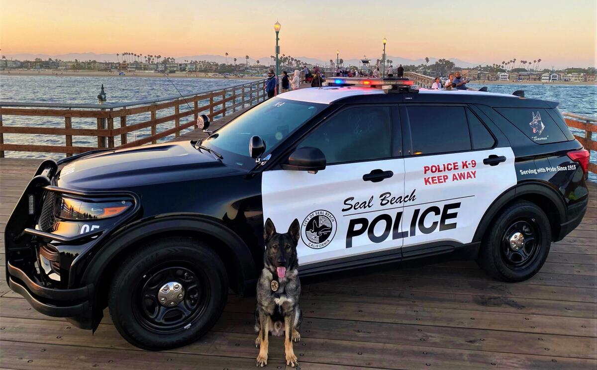 K-9 Saurus poses with a police cruiser on the Seal Beach Pier.