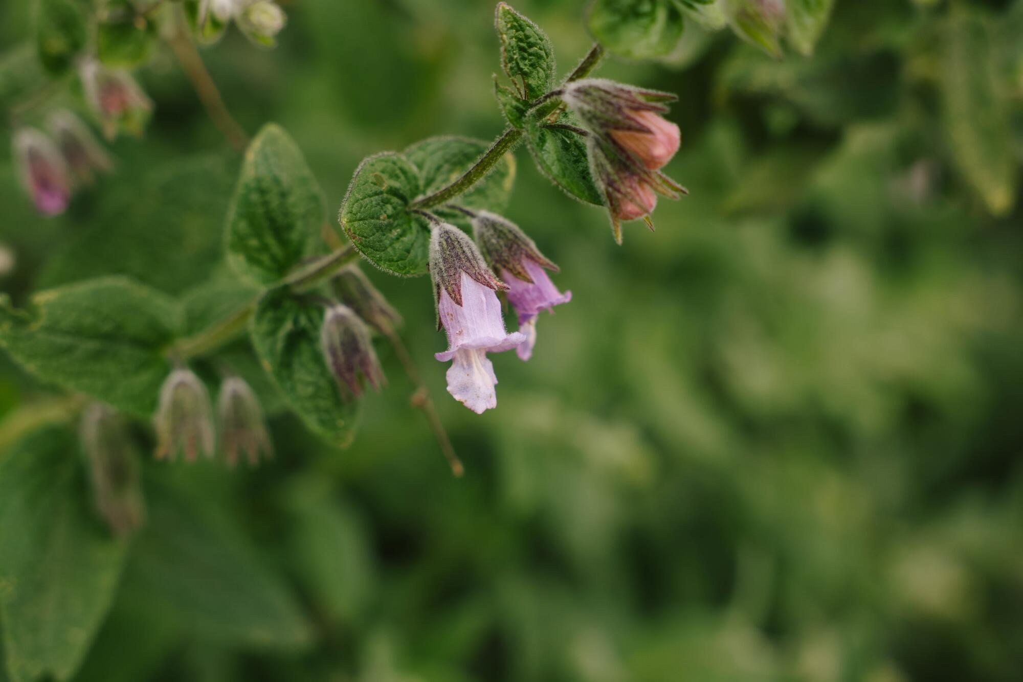 The light purple, trumpet-shaped flowers of a fragrant pitcher sage 