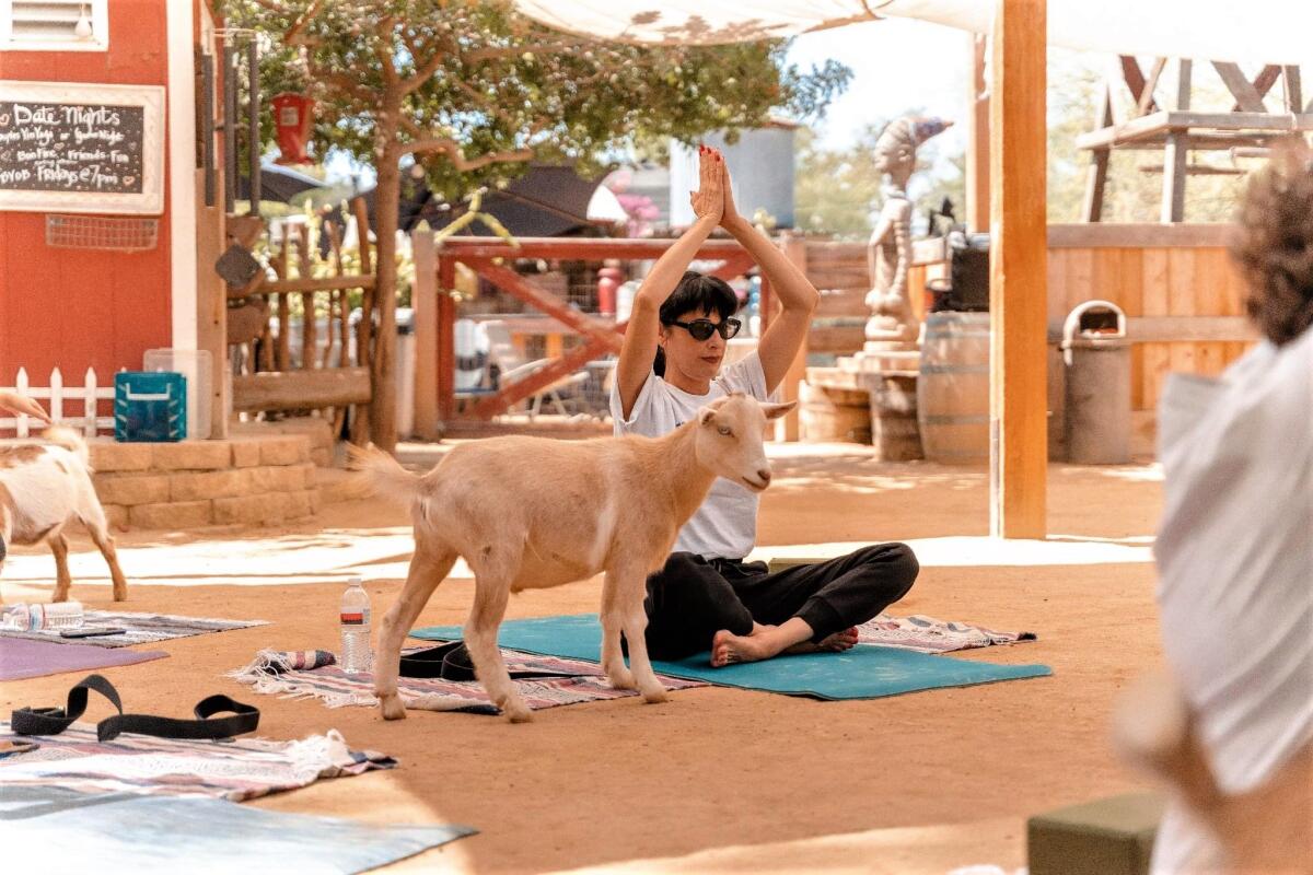 LIFT, a social group for people grieving the loss of a spouse or partner, offers monthly events and outings, like goat yoga.