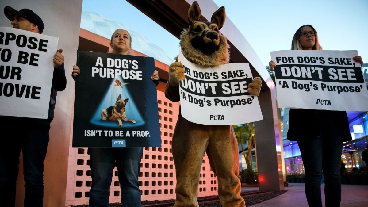 PETA protests 'A Dog's Purpose' at Hollywood theater - Los Angeles Times