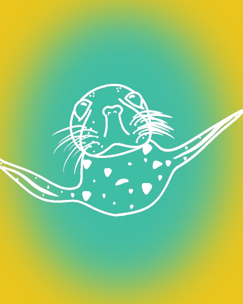Illustration of a sea lion swimming