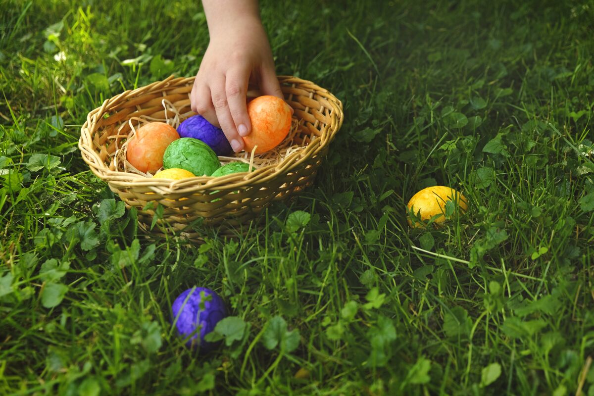 A child collects Easter eggs in a basket in the spring garden.
