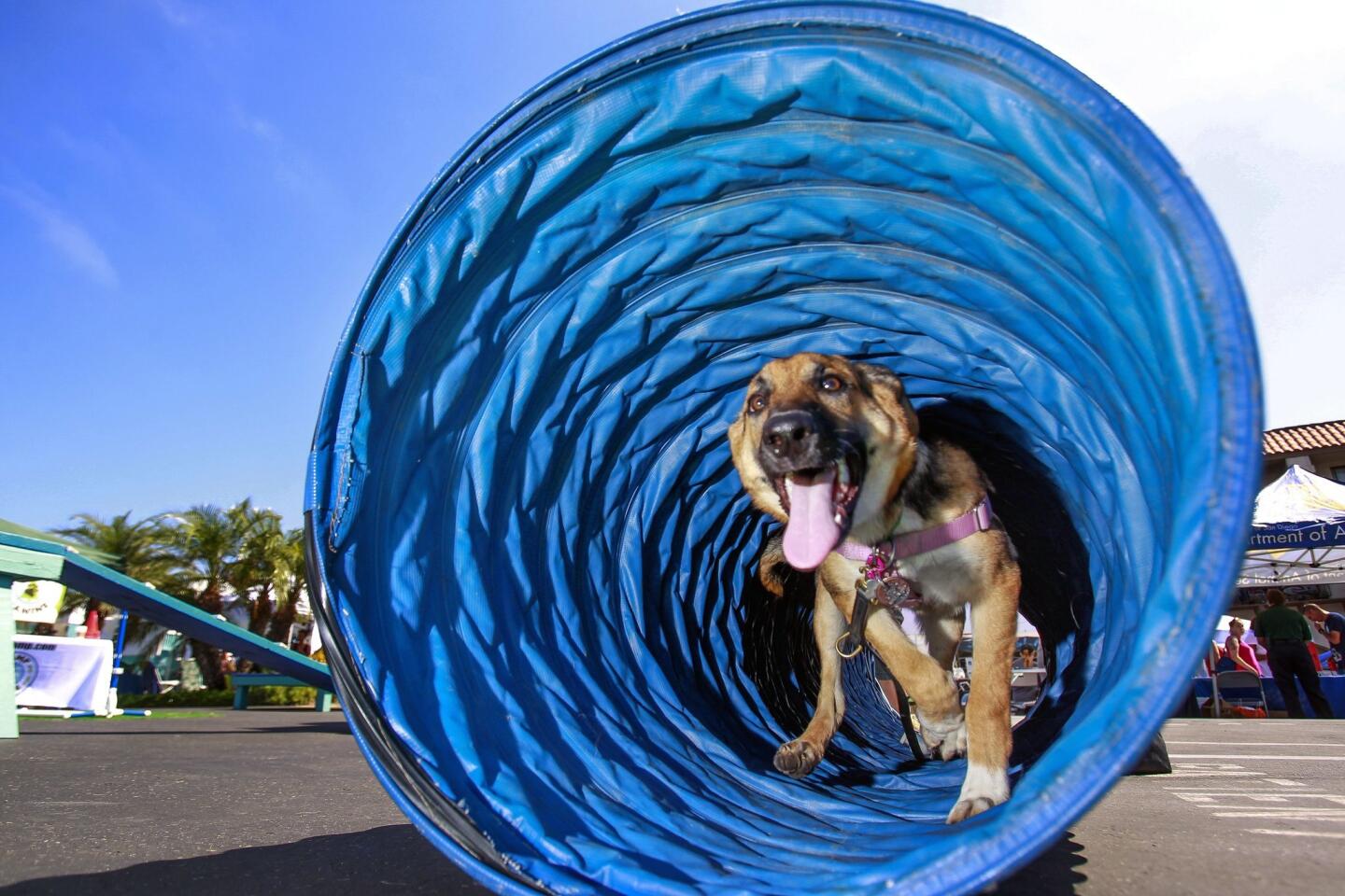 Zailey zooms through a tube while doing an obstacle course.
