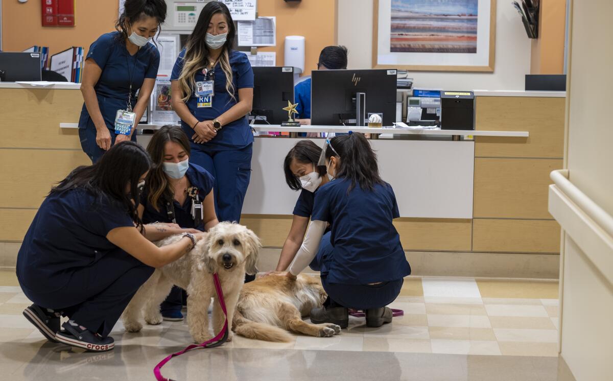 Health workers inside a medical facility gather around and kneel alongside two dogs.