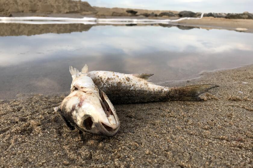 A dead fish at the mouth of the Santa Ana River, where sand berms and oil booms are in place to contain an oil spill 