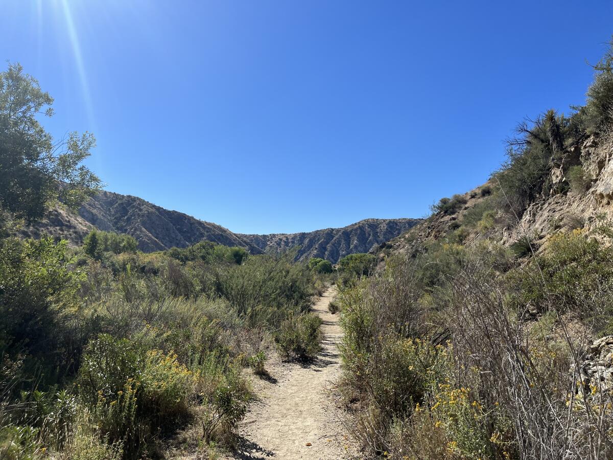 A hiking trail through Big Morongo Canyon Preserve.