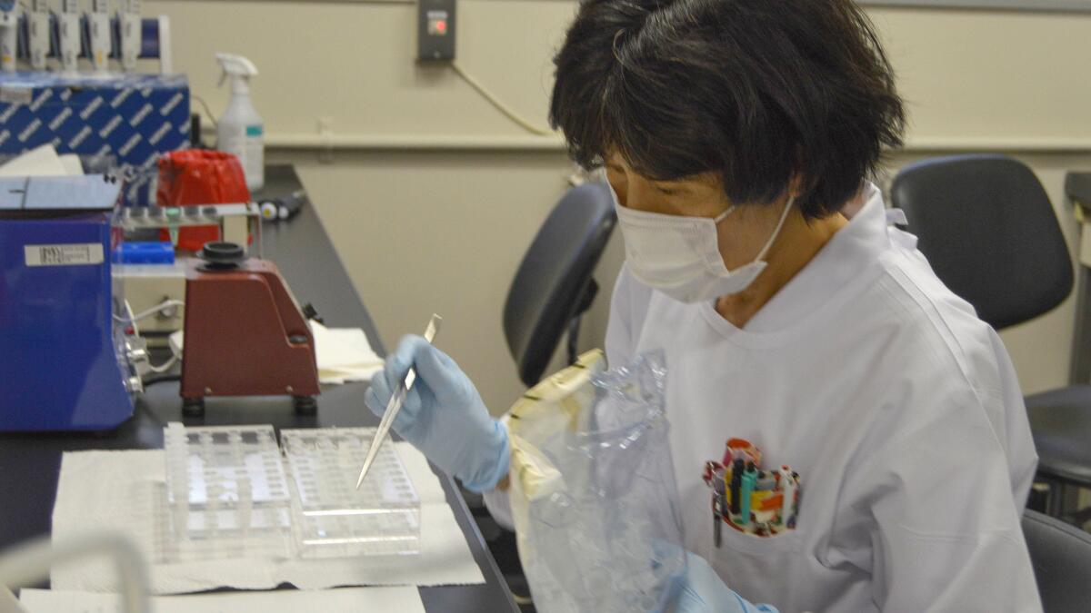 A Japanese researcher works in a lab at the Radiation Effects Research Foundation in Hiroshima, Japan.