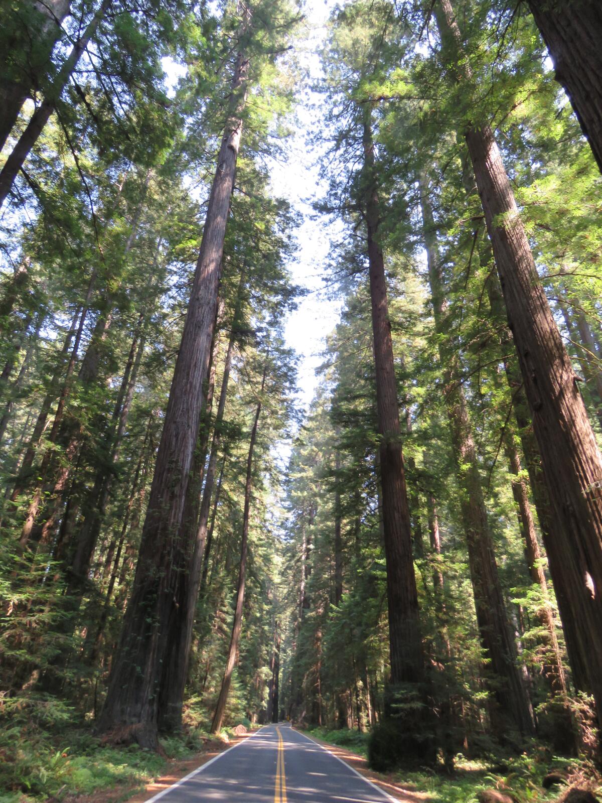 A paved road passes between towering redwood trees.