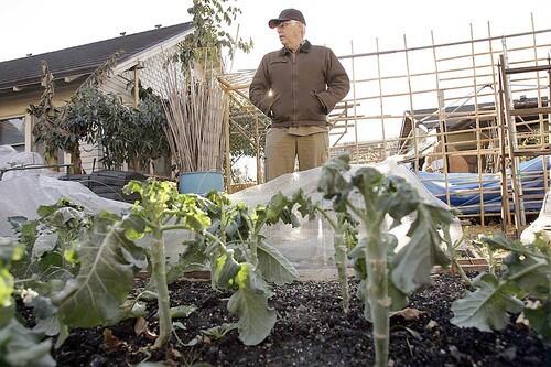 Jules Dervaes surveys his winter garden in the backyard of his Pasadena home. He and his three kids make a living harvesting 3 tons of organic produce a year from 1/10th of a jam-packed acre.