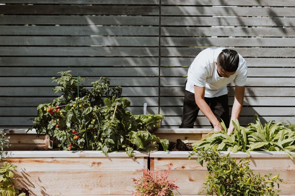 Healthy Day Partners, which recently launched a Homegrown Hunger Relief program, also creates educational gardens and farms.