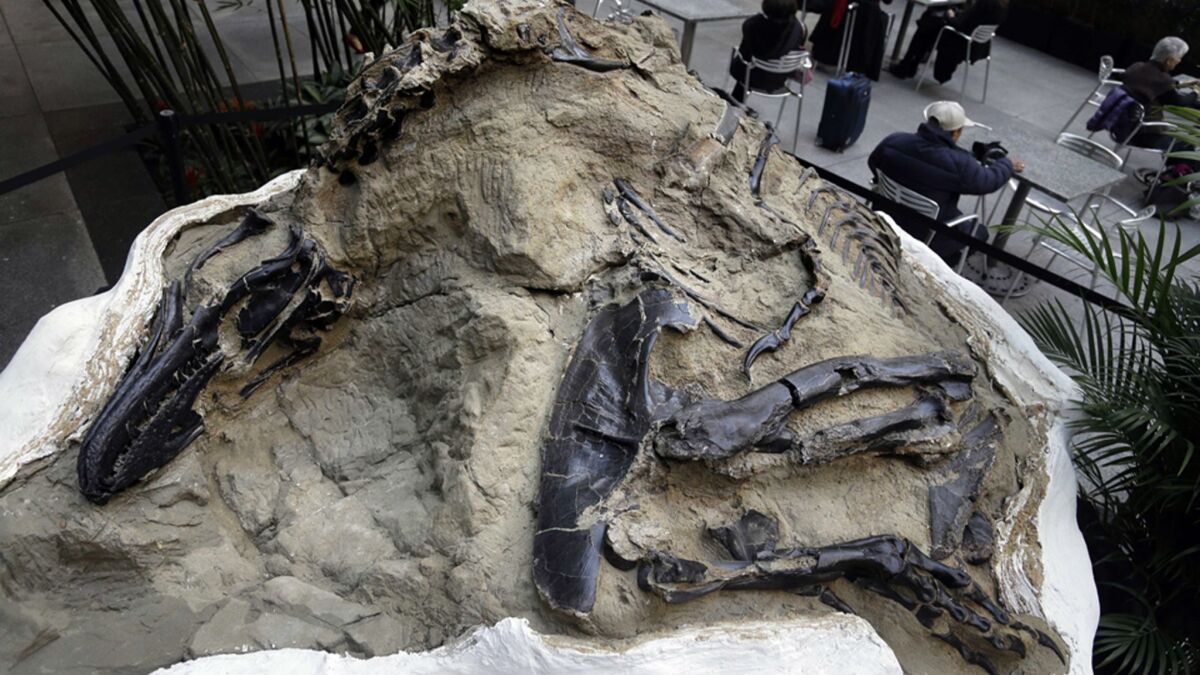 "Dueling dinosaur" fossil.