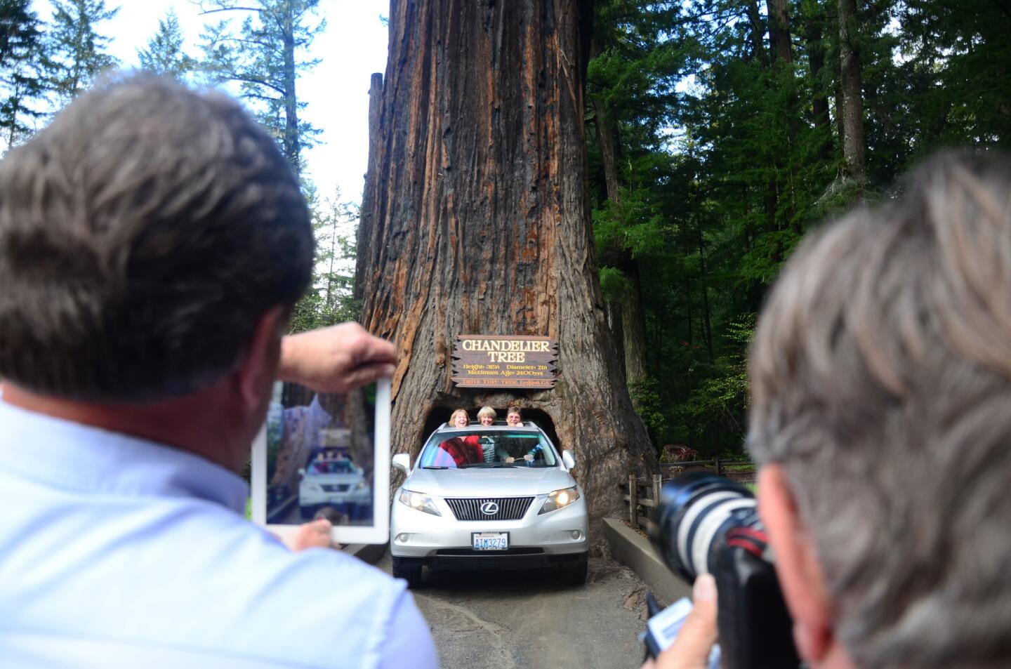 Leggett: The tree, the car, the shot