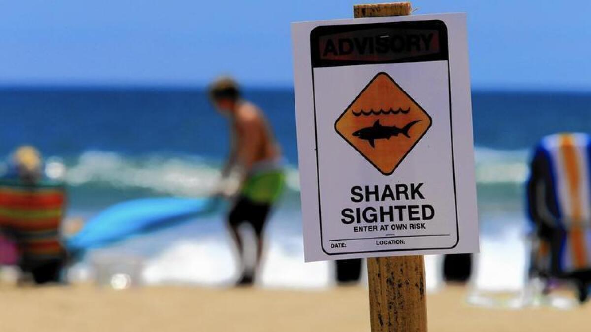 El sitio web de Registro de Monitoreo Animal de Newport Beach confirmó los avistamientos de tiburones en la zona.