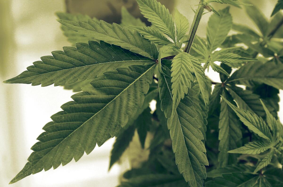 A proposed law banning the delivery and cultivation of marijuana within La Cañada Flintridge is heading to the City Council for a vote.