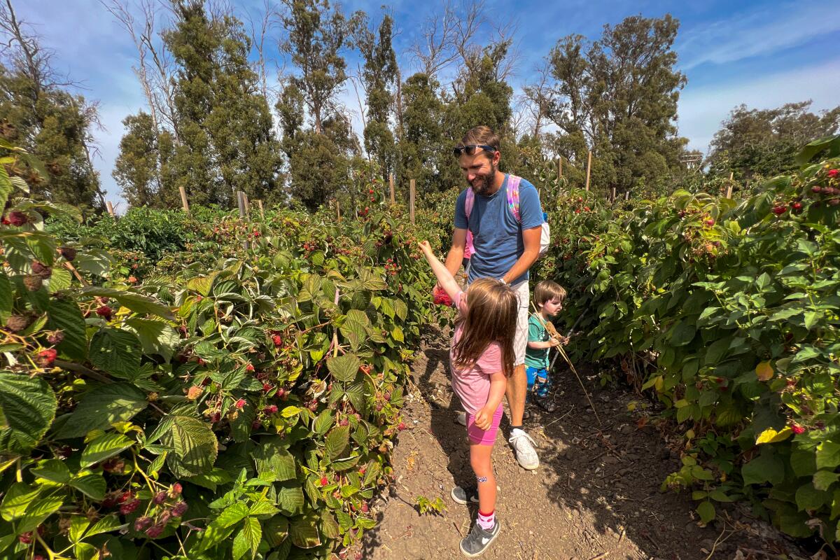 A man picks raspberries with his two young children on a farm.