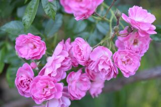 Excellenz von Schubert, an old garden rose, is a wonderful polyantha rose with small dark pink fragrant blooms.