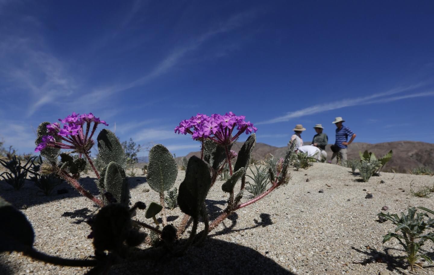 Anza-Borrego Desert State Park