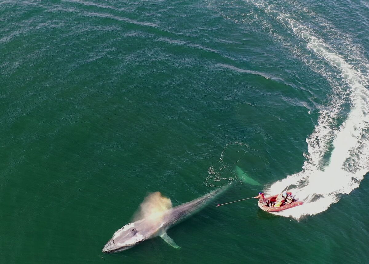 Blue whales are tagged during summer 2019 in the Eastern Pacific off central California by the study's research team.
