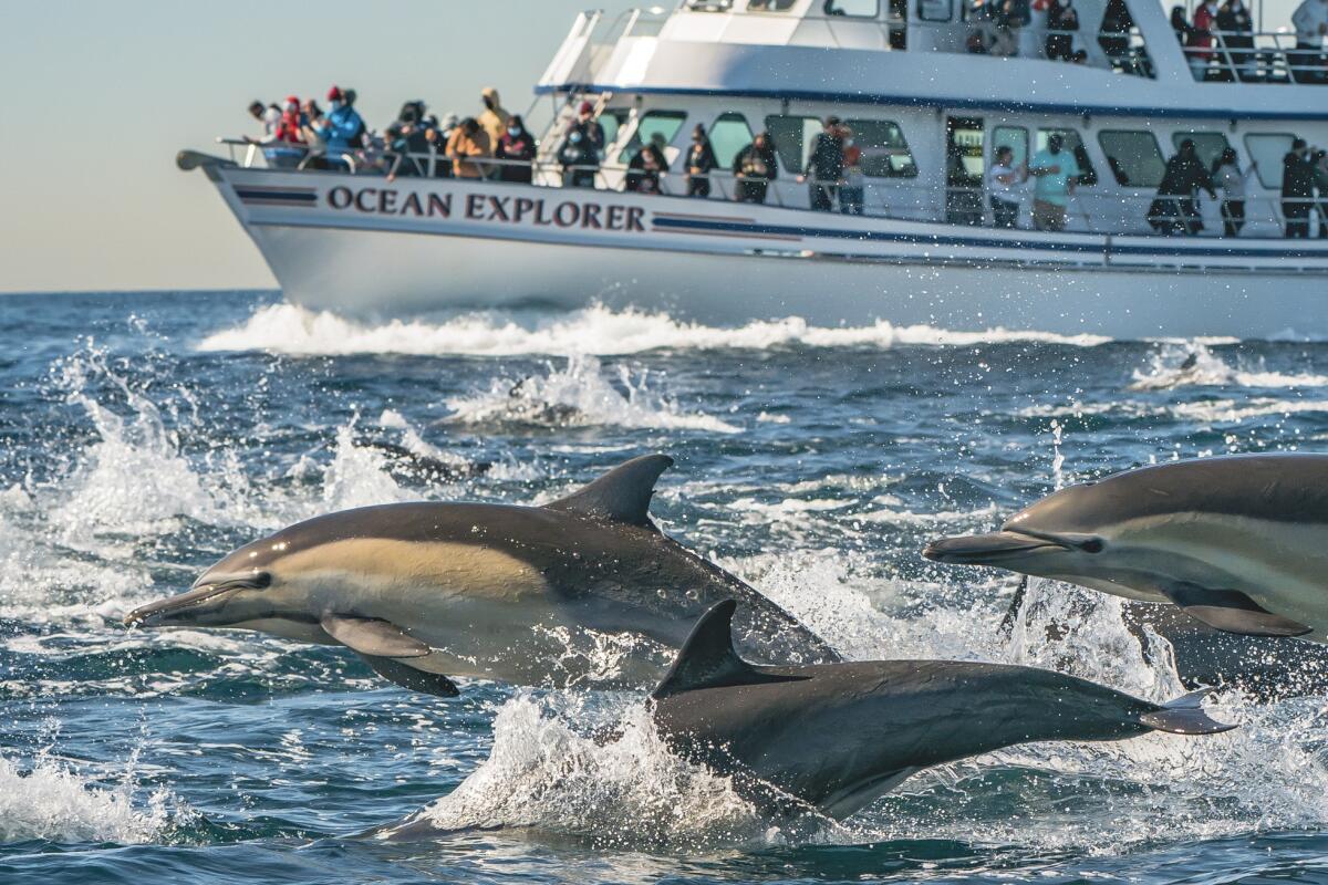 Dolphins swim beside an Ocean Explorer boat during a whale-watching tour.