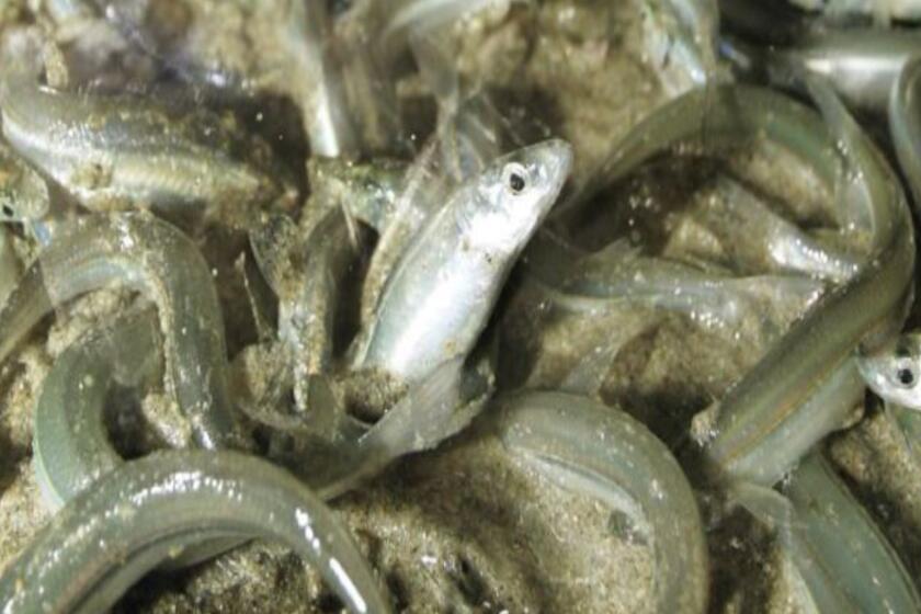 A file photo shows grunion spawning in Long Beach during a run.