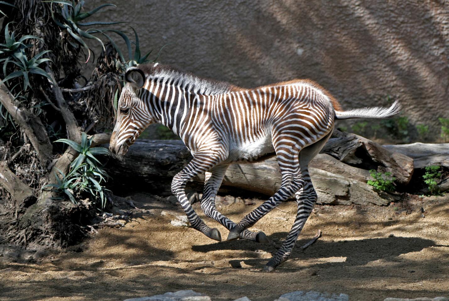 Grevy's Zebra  Sacramento Zoo