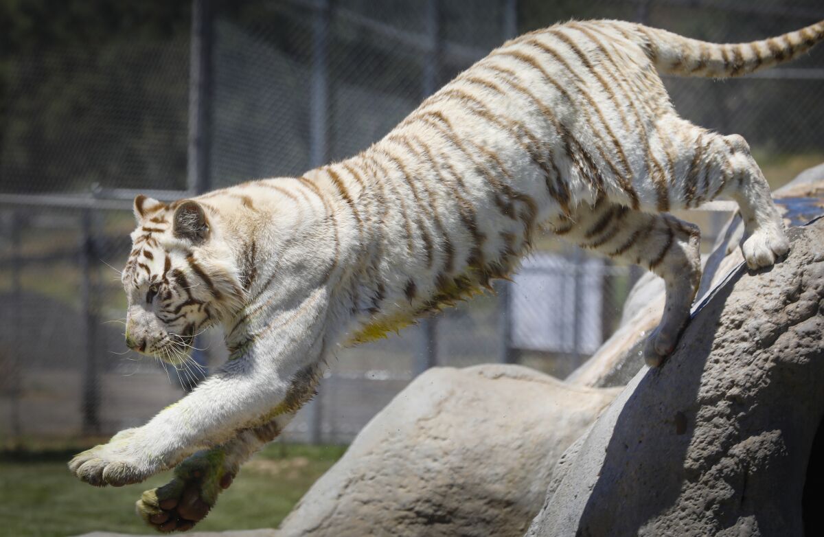 Lions Tigers and Bears, the big cat and exotic animal rescue organization, July 27, 2019, in Alpine, California.