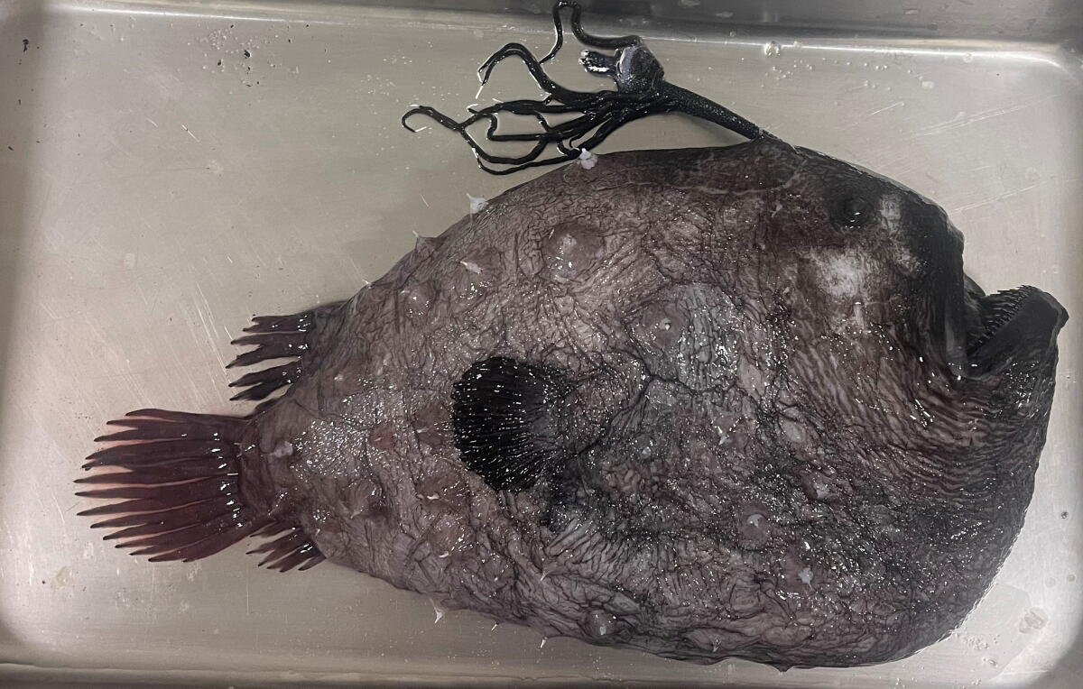 Mini Fish Football Ghoulish footballfish makes rare appearance on Orange County beach — on ...