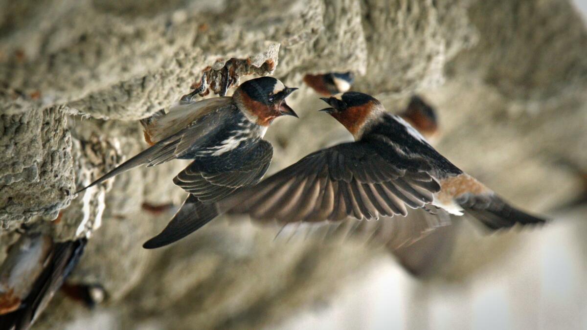A pair of cliff swallows, the species of birds said to nest at Mission San Juan Capistrano in spring.