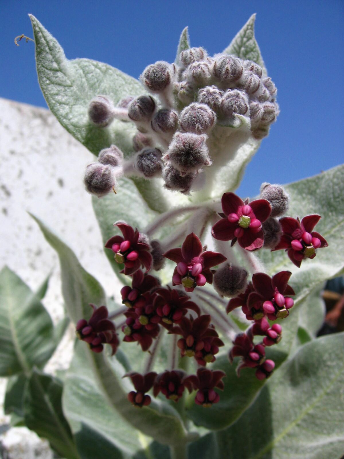 California milkweed (Asclepias californica) is another native variety that is recommended in Southern California.