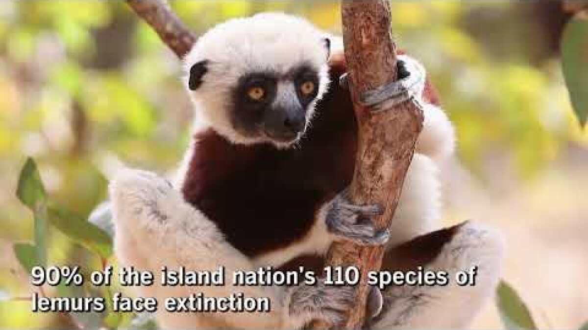 Madagascar S Lemurs Lurch Toward Extinction But There Could
