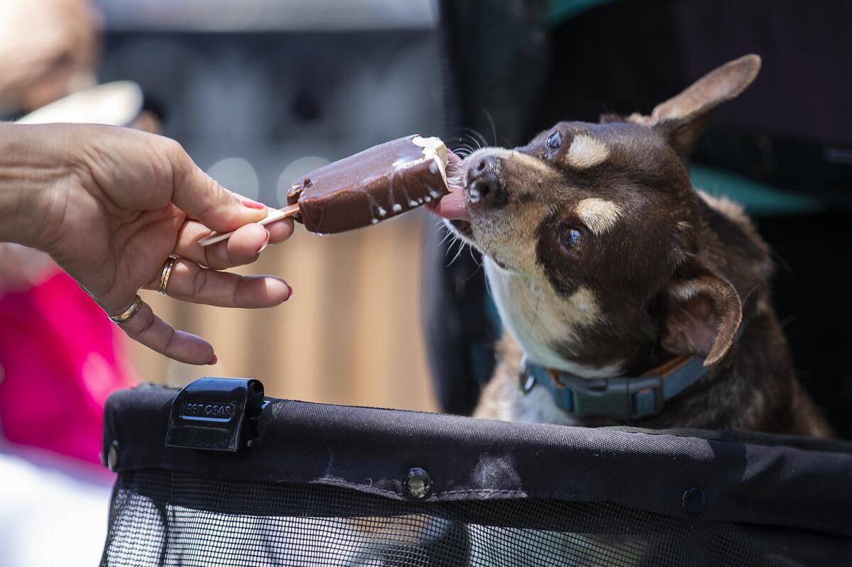 Della Madera feeds her dog Kona, ice cream on Balboa Island.